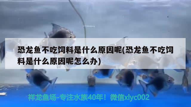 恐龍魚不吃飼料是什么原因呢(恐龍魚不吃飼料是什么原因呢怎么辦) 硝化細(xì)菌