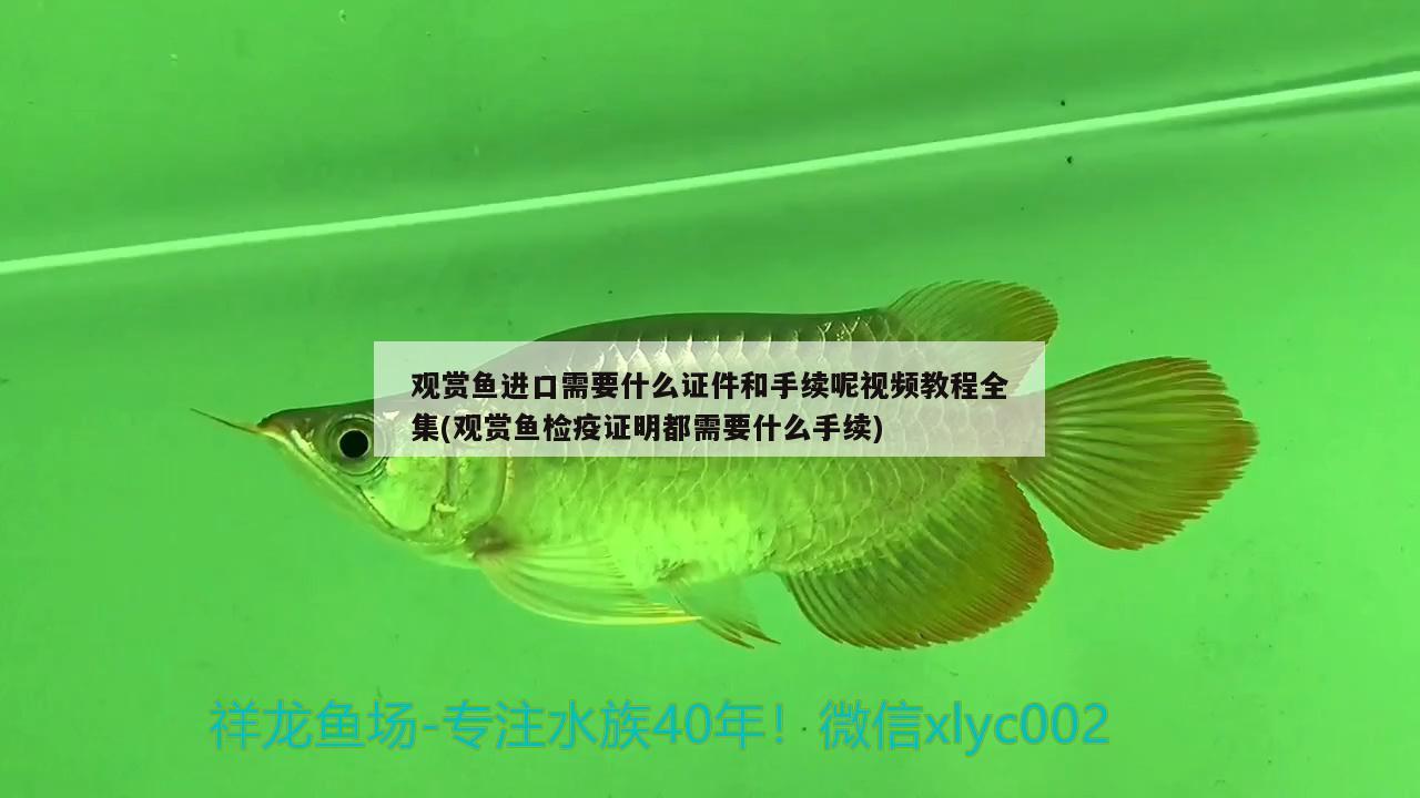 10cm小魚(yú)缸造景（20cm小魚(yú)缸造景）