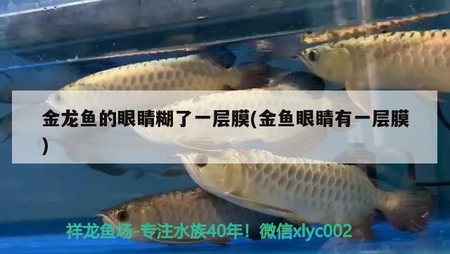 金龍魚的眼睛糊了一層膜(金魚眼睛有一層膜)