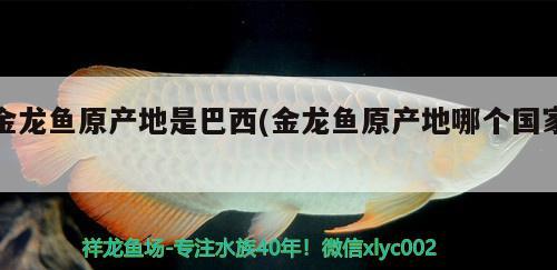 金龍魚(yú)原產(chǎn)地是巴西(金龍魚(yú)原產(chǎn)地哪個(gè)國(guó)家)