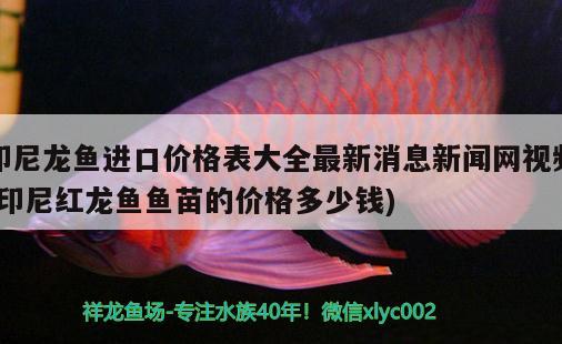 印尼龍魚(yú)進(jìn)口價(jià)格表大全最新消息新聞網(wǎng)視頻(印尼紅龍魚(yú)魚(yú)苗的價(jià)格多少錢) 印尼紅龍魚(yú)