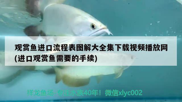 觀賞魚進(jìn)口流程表圖解大全集下載視頻播放網(wǎng)(進(jìn)口觀賞魚需要的手續(xù)) 觀賞魚進(jìn)出口