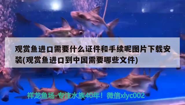 觀賞魚進(jìn)口需要什么證件和手續(xù)呢圖片下載安裝(觀賞魚進(jìn)口到中國需要哪些文件) 觀賞魚進(jìn)出口