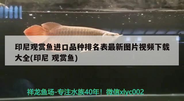 和龍魚混養(yǎng)的魚：和龍魚一起養(yǎng)的魚