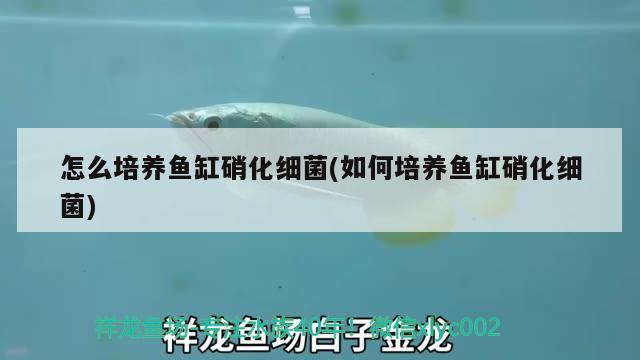 怎么培養(yǎng)魚缸硝化細菌(如何培養(yǎng)魚缸硝化細菌) 硝化細菌