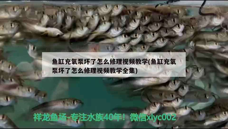 魚缸充氧泵壞了怎么修理視頻教學(xué)(魚缸充氧泵壞了怎么修理視頻教學(xué)全集) 印尼小紅龍