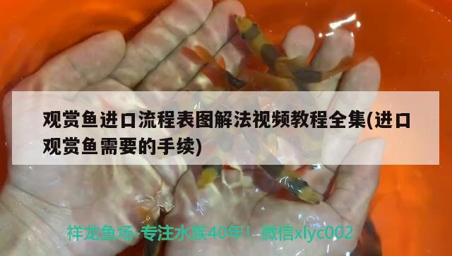 觀賞魚進(jìn)口流程表圖解法視頻教程全集(進(jìn)口觀賞魚需要的手續(xù)) 觀賞魚進(jìn)出口