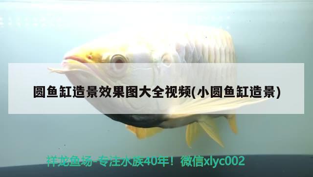 圓魚缸造景效果圖大全視頻(小圓魚缸造景) 觀賞龜/鱉飼料