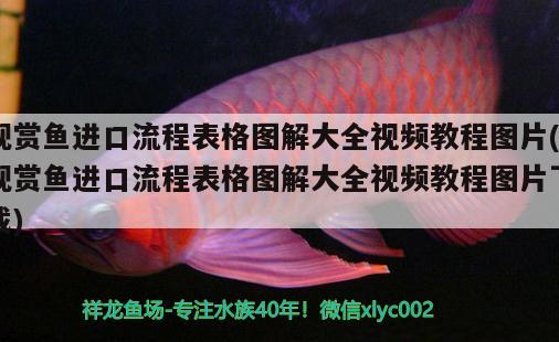 觀賞魚進口流程表格圖解大全視頻教程圖片(觀賞魚進口流程表格圖解大全視頻教程圖片下載) 觀賞魚進出口