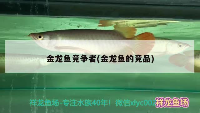 金龍魚競爭者(金龍魚的競品) 帝王三間魚