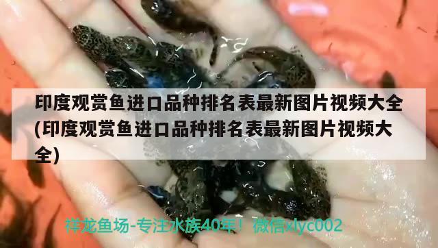 印度觀賞魚進口品種排名表最新圖片視頻大全(印度觀賞魚進口品種排名表最新圖片視頻大全) 觀賞魚進出口