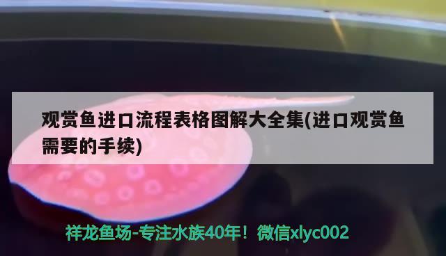 觀賞魚進(jìn)口流程表格圖解大全集(進(jìn)口觀賞魚需要的手續(xù)) 觀賞魚進(jìn)出口