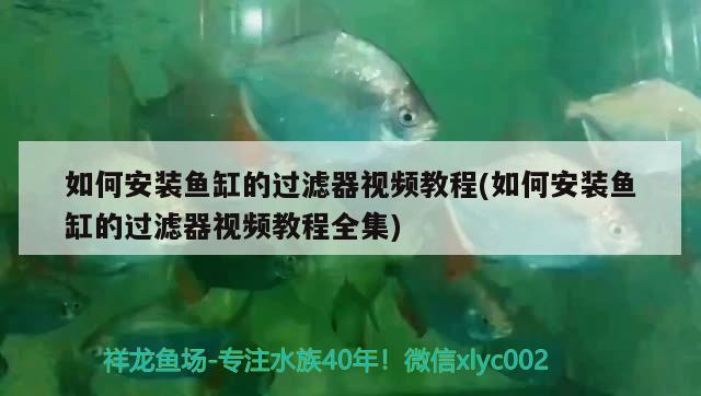 如何安裝魚缸的過濾器視頻教程(如何安裝魚缸的過濾器視頻教程全集)