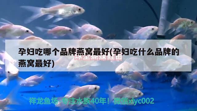 金魚的尾巴有哪些品種，哪種金魚最容易養(yǎng)純白色金魚 泰國斗魚 第3張