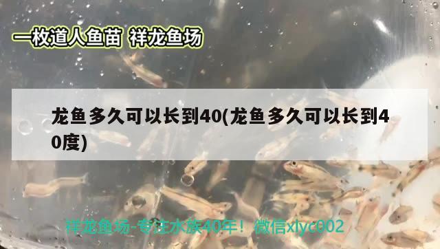 龍魚多久可以長到40(龍魚多久可以長到40度) 白條過背金龍魚