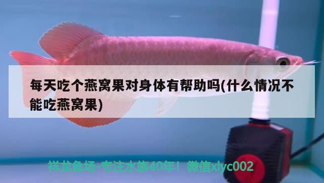 龍魚放沉木好嗎 養(yǎng)龍魚缸里能放沉木嗎