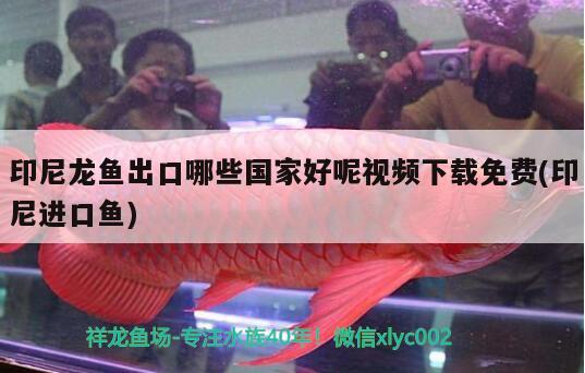 預防魚缸長褐藻病的方法，怎么預防魚缸長褐藻病 潛水艇魚 第2張