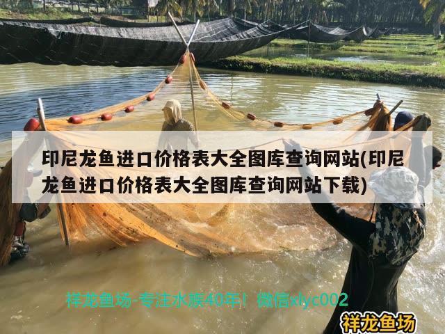 印尼龍魚進口價格表大全圖庫查詢網(wǎng)站(印尼龍魚進口價格表大全圖庫查詢網(wǎng)站下載) 觀賞魚進出口