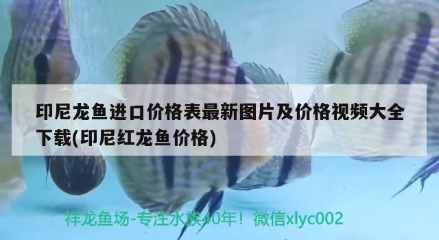 印尼龍魚進口價格表最新圖片及價格視頻大全下載(印尼紅龍魚價格) 紅龍魚百科