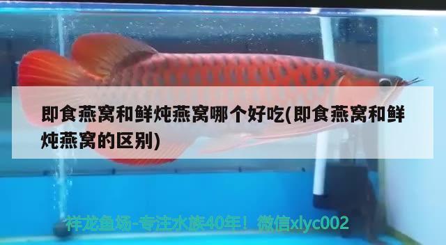 玻璃瓶做魚缸視頻(玻璃瓶做魚缸視頻大全) 祥禾Super Red紅龍魚 第4張