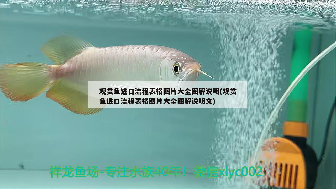 觀賞魚進口流程表格圖片大全圖解說明(觀賞魚進口流程表格圖片大全圖解說明文) 觀賞魚進出口