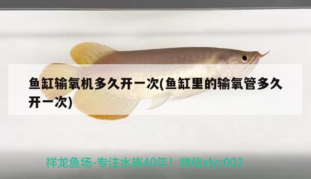 魚缸輸氧機(jī)多久開一次(魚缸里的輸氧管多久開一次) 朱巴利魚