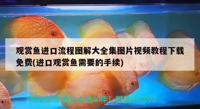 觀賞魚進(jìn)口流程圖解大全集圖片視頻教程下載免費(fèi)(進(jìn)口觀賞魚需要的手續(xù)) 觀賞魚進(jìn)出口