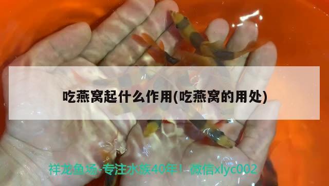 吃燕窩起什么作用(吃燕窩的用處)