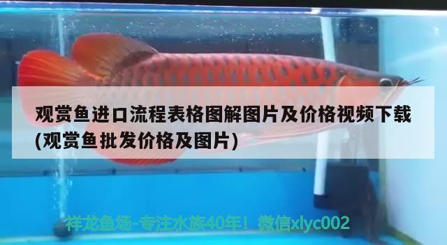 觀賞魚進口流程表格圖解圖片及價格視頻下載(觀賞魚批發(fā)價格及圖片) 觀賞魚進出口