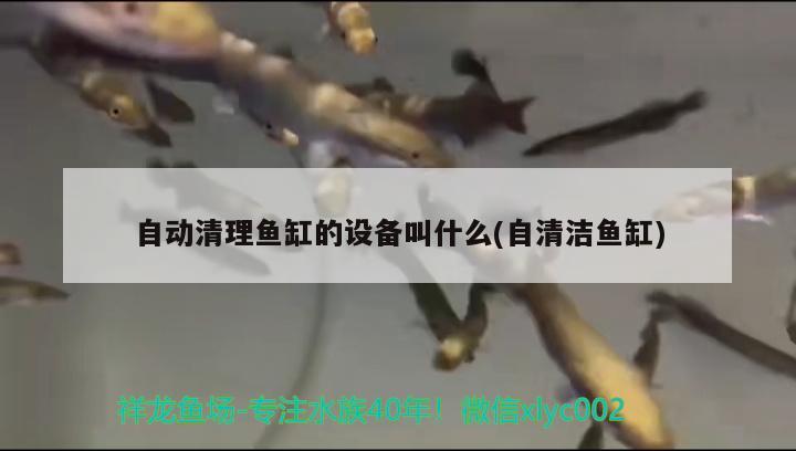 自動清理魚缸的設備叫什么(自清潔魚缸) 蘇虎苗（蘇門答臘虎魚苗）