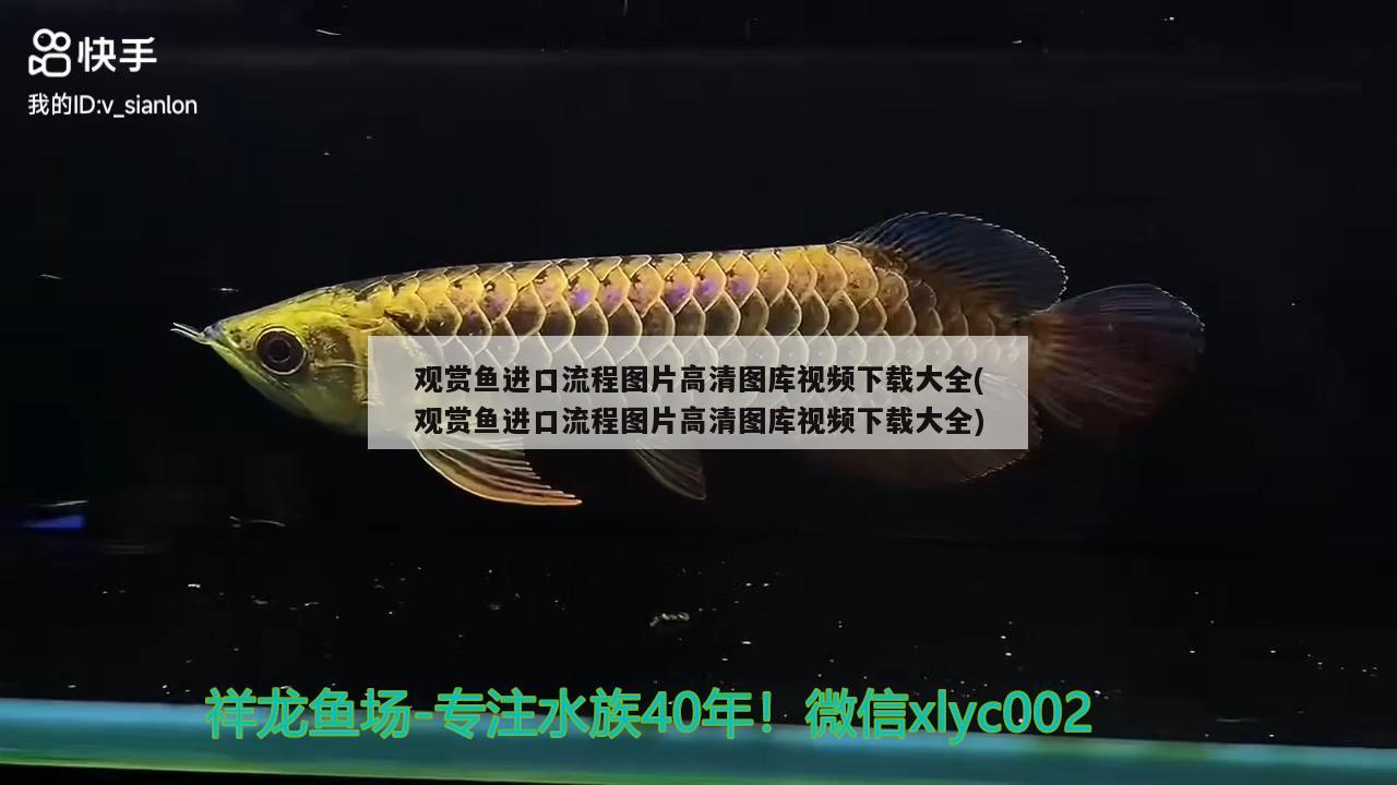 觀賞魚進口流程圖片高清圖庫視頻下載大全(觀賞魚進口流程圖片高清圖庫視頻下載大全)