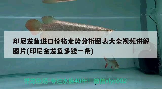 印尼龍魚進(jìn)口價(jià)格走勢分析圖表大全視頻講解圖片(印尼金龍魚多錢一條)