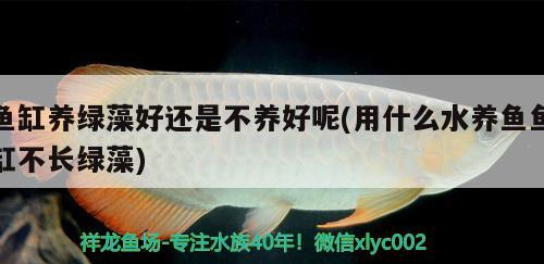 魚缸養(yǎng)綠藻好還是不養(yǎng)好呢(用什么水養(yǎng)魚魚缸不長綠藻) 三間鼠魚