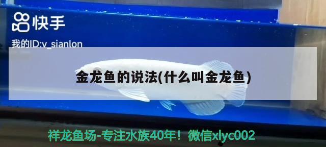 金龍魚的說法(什么叫金龍魚)