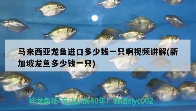 馬來西亞龍魚進(jìn)口多少錢一只啊視頻講解(新加坡龍魚多少錢一只) 觀賞魚進(jìn)出口