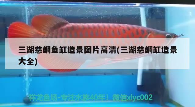 60cm金龍魚多少錢(50cm過背金龍魚多少錢一條) 過背金龍魚 第3張