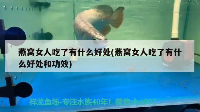 非洲鳳凰多久成年，三湖慈鯛非洲鳳凰能長多大 觀賞魚 第1張