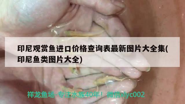 印尼觀賞魚進口價格查詢表最新圖片大全集(印尼魚類圖片大全) 觀賞魚進出口