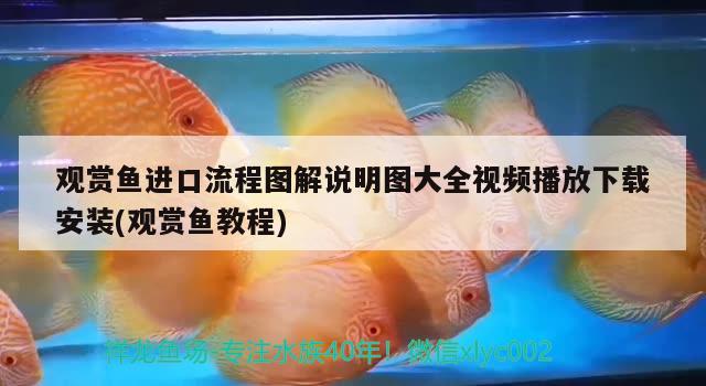 觀賞魚進口流程圖解說明圖大全視頻播放下載安裝(觀賞魚教程) 觀賞魚進出口