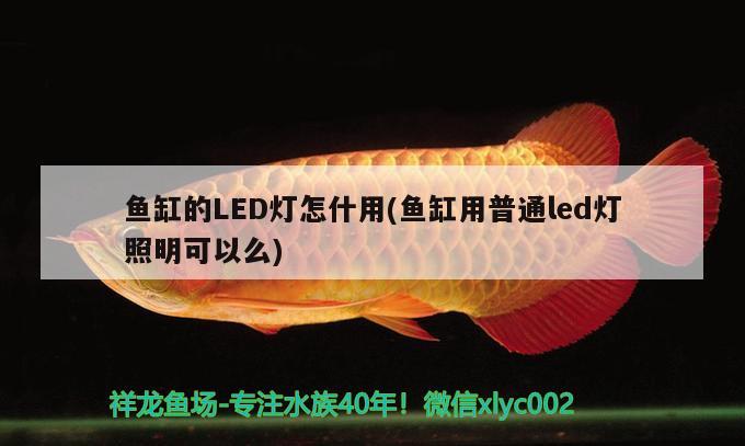 魚缸的LED燈怎什用(魚缸用普通led燈照明可以么) 硝化細(xì)菌