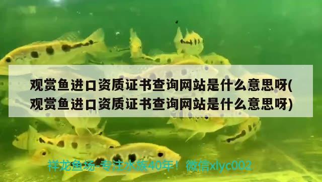 觀賞魚進(jìn)口資質(zhì)證書查詢網(wǎng)站是什么意思呀(觀賞魚進(jìn)口資質(zhì)證書查詢網(wǎng)站是什么意思呀) 觀賞魚進(jìn)出口