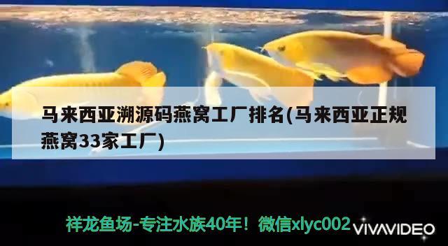 南通觀賞魚微信群有哪些平臺可以直播  巨骨舌魚 第1張