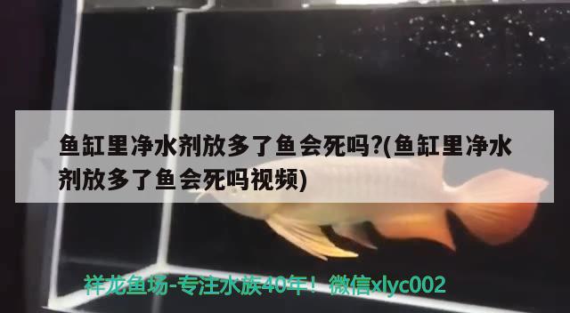 魚缸里凈水劑放多了魚會死嗎?(魚缸里凈水劑放多了魚會死嗎視頻) 元寶鯽