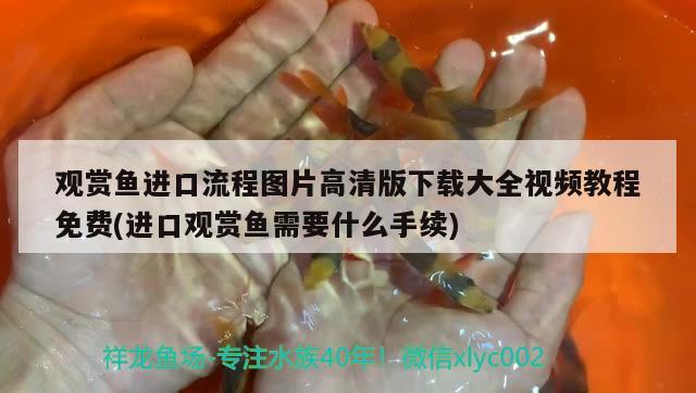 觀賞魚進(jìn)口流程圖片高清版下載大全視頻教程免費(fèi)(進(jìn)口觀賞魚需要什么手續(xù)) 觀賞魚進(jìn)出口 第2張