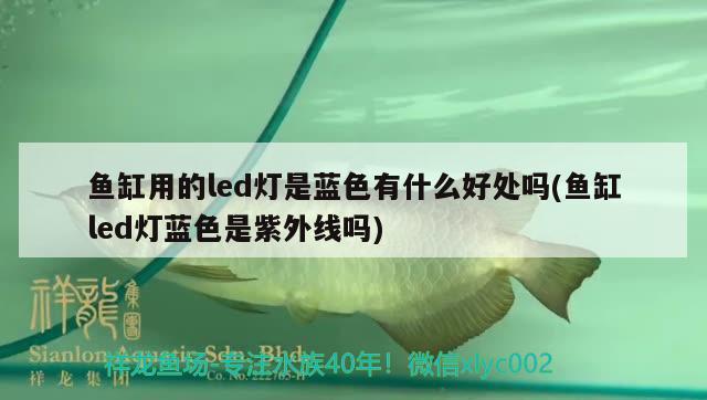 魚缸用的led燈是藍(lán)色有什么好處嗎(魚缸led燈藍(lán)色是紫外線嗎) 藍(lán)底過背金龍魚