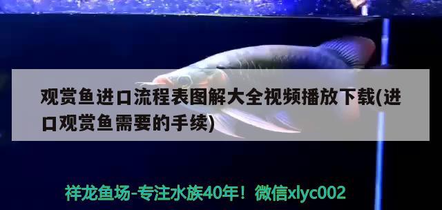 求羅漢魚品種大全，鐵公雞 一毛不拔三天打魚,兩天曬網(wǎng) 人云亦云鸚鵡學(xué)舌 一曝十寒唐僧 斗戰(zhàn)勝佛 孫悟空 凈壇使者豬八戒 金身羅漢 沙僧 旃檀佛