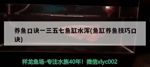 養(yǎng)魚(yú)口訣一三五七魚(yú)缸水渾(魚(yú)缸養(yǎng)魚(yú)技巧口訣) 水族雜談