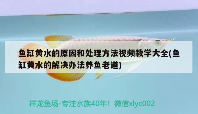 魚缸黃水的原因和處理方法視頻教學(xué)大全(魚缸黃水的解決辦法養(yǎng)魚老道) 一眉道人魚苗