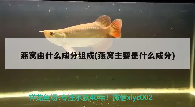 燕窩由什么成分組成(燕窩主要是什么成分)