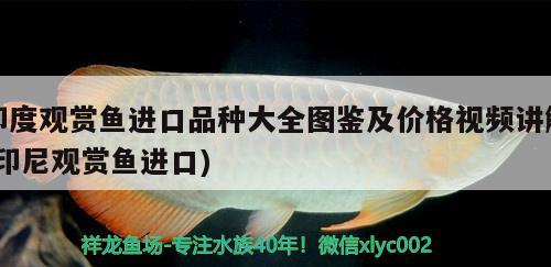 印度觀賞魚進口品種大全圖鑒及價格視頻講解(印尼觀賞魚進口)